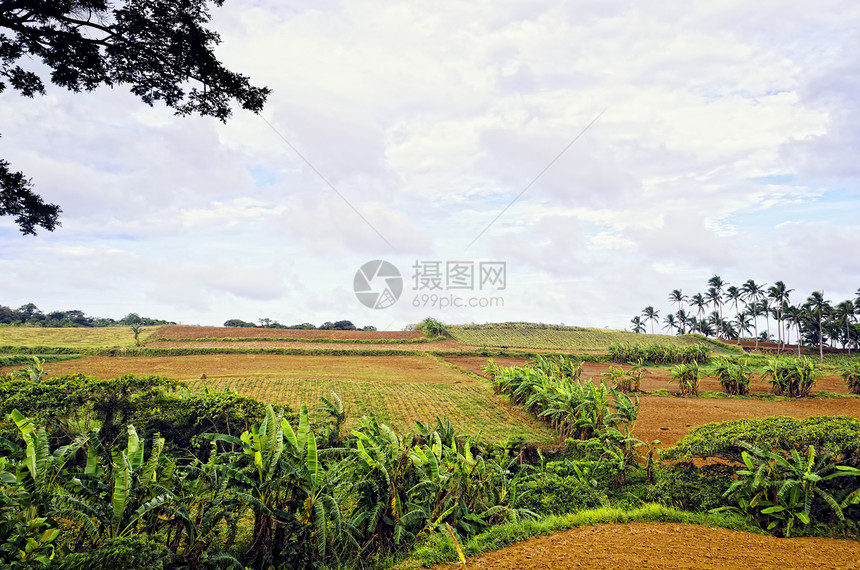 亚洲山区农场农业文化热带农村植物场地栽培高地山脉顶峰图片