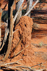 红色沙漠澳大利亚灌木丛中的白蚁丘殖民地沙漠荒野野生动物红色木头旅行领土爬坡昆虫背景