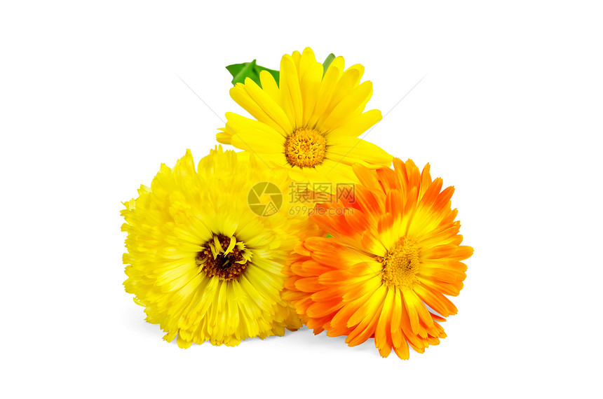 黄色和橙色花瓣环境礼物脆弱性叶子植物白色橙子植物学花园图片