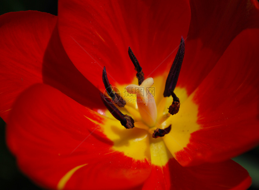 红郁金流特写雌蕊花瓣植物宏观活力花粉图片