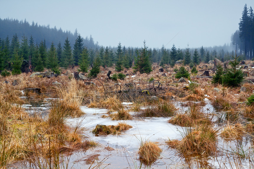 哈兹山冰冻的沼泽图片
