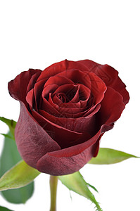 红玫瑰的紧贴白色纪念日周年礼物红色浪漫背景图片
