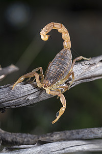 蝎子天蝎身体爪子动物群脊椎动物姿势危险小动物动物宏观背景图片