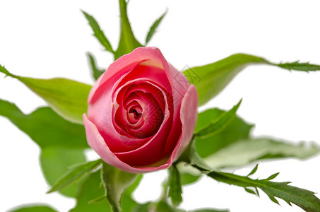 粉红玫瑰顶视图背景图片