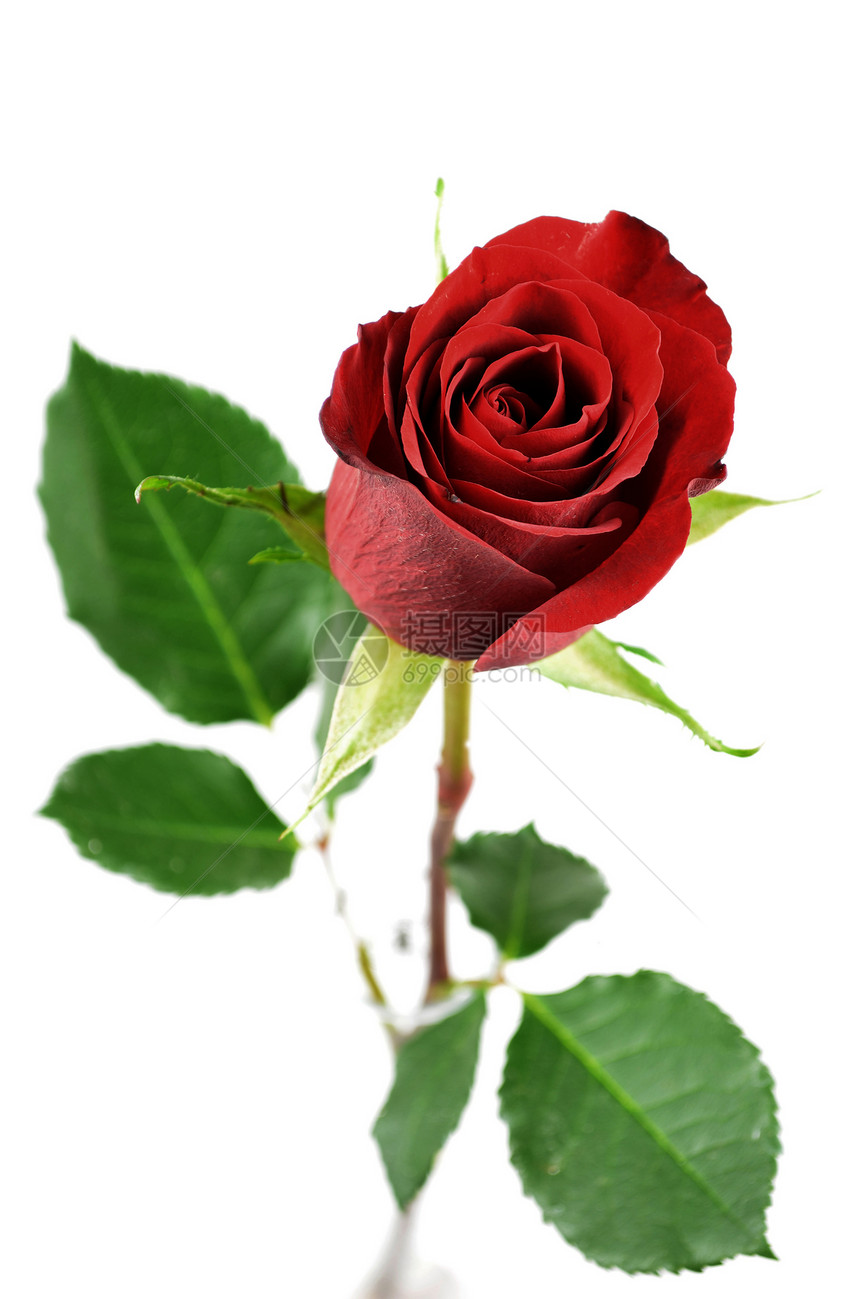 红玫瑰白色浪漫红色礼物周年纪念日图片