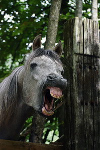 笑马动物牙龈哺乳动物牙齿背景图片
