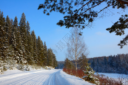 蓝色天空下松树林旁的雪覆盖道路风景驾驶季节爬坡森林冰川假期高地墙纸天气背景图片