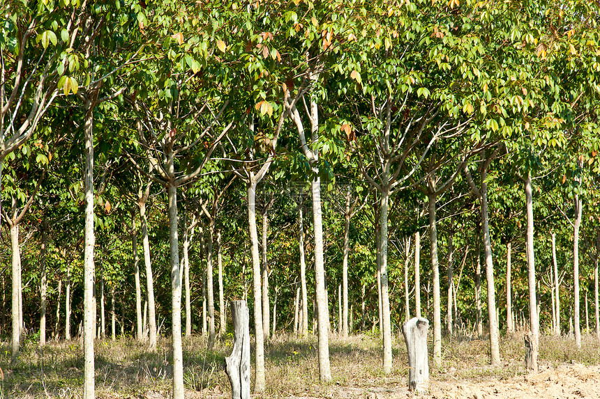 橡胶种植园阴影丛林衬套风景树干植物群收获庄园场景环境图片