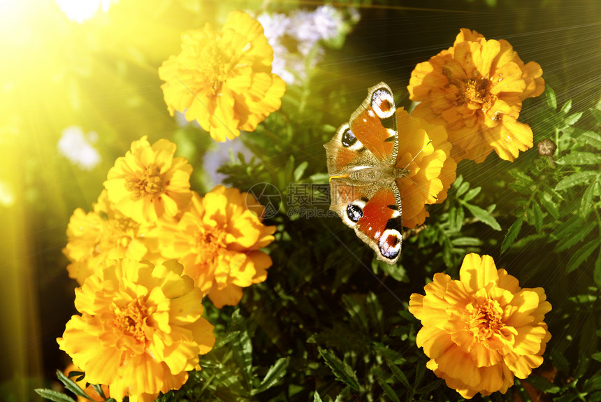 黄花上的蝴蝶宏观昆虫水平绿色君主季节叶子生活红色飞行图片