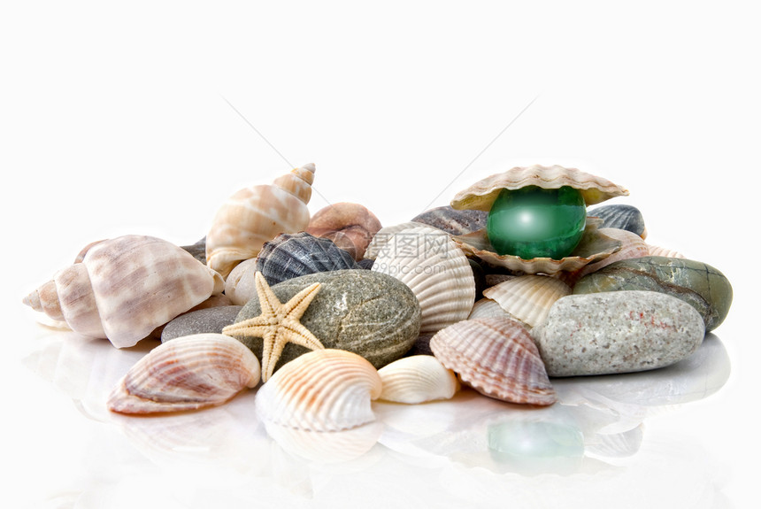 各种彩色贝壳 白色上隔离的有丝状珍珠海洋旅行贝类海岸线食物石头生活假期反射宝藏图片