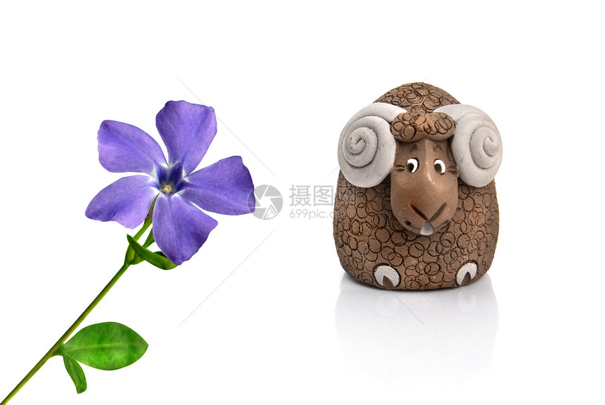 滑稽羊羔看着紫罗兰春花图片
