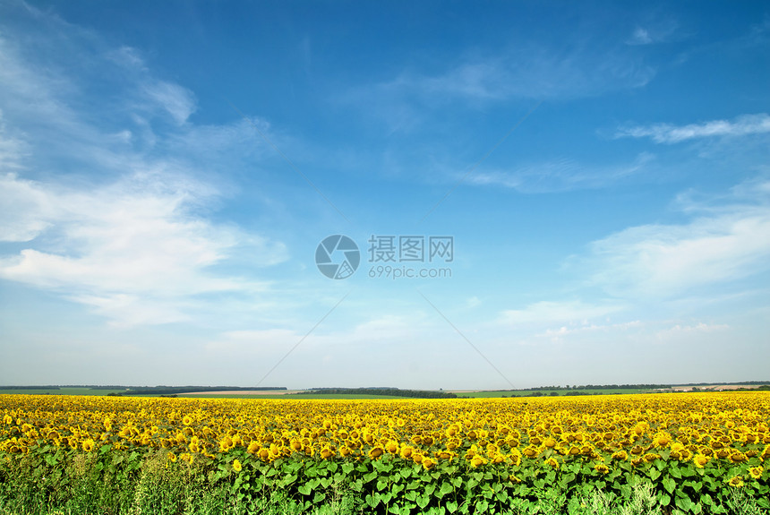 蓝天向向向向日葵田花瓣季节环境向日葵植物学晴天文化种子生长阳光图片