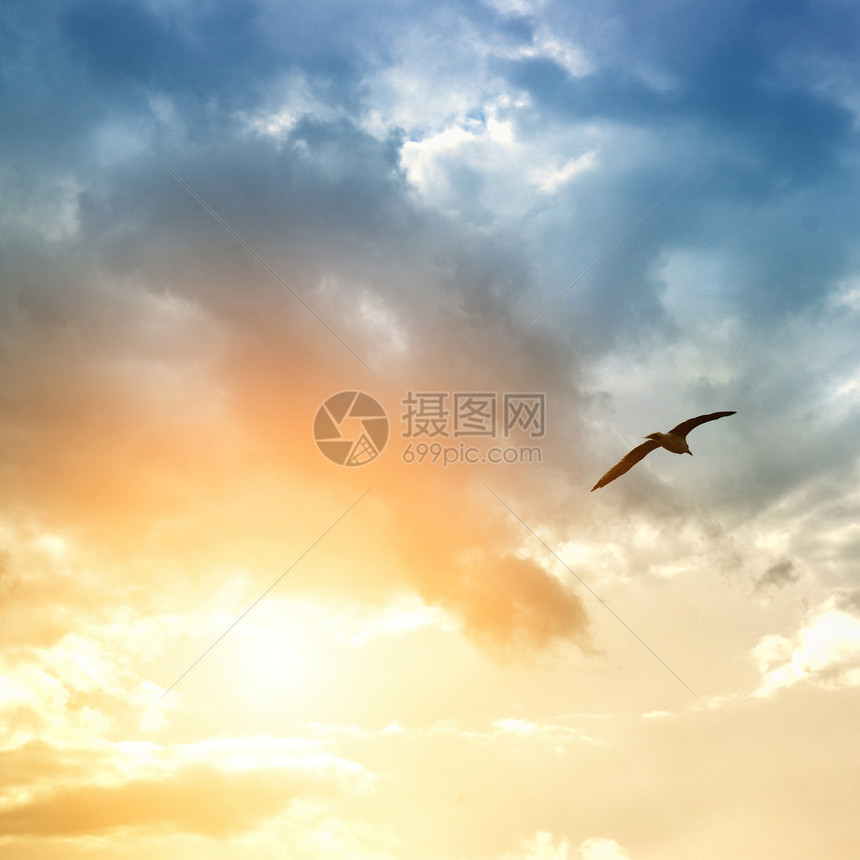 鸟儿和飞云天堂太阳场景日落戏剧性蓝色阳光热情风景云景图片