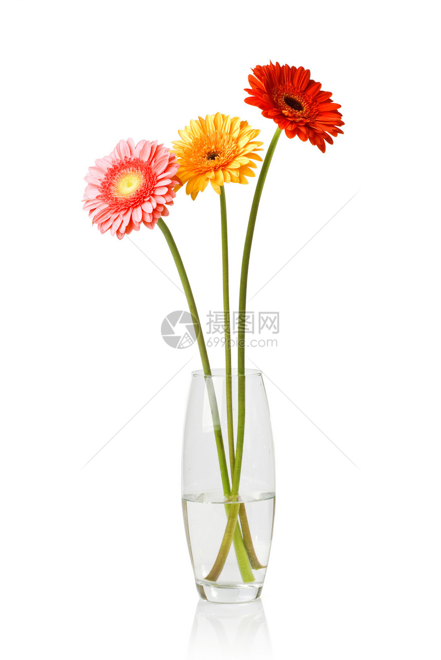 玻璃花瓶中的雏菊非洲菊花束 与白色隔离季节叶子宏观植物群植物生日植物学美丽格柏紫色图片