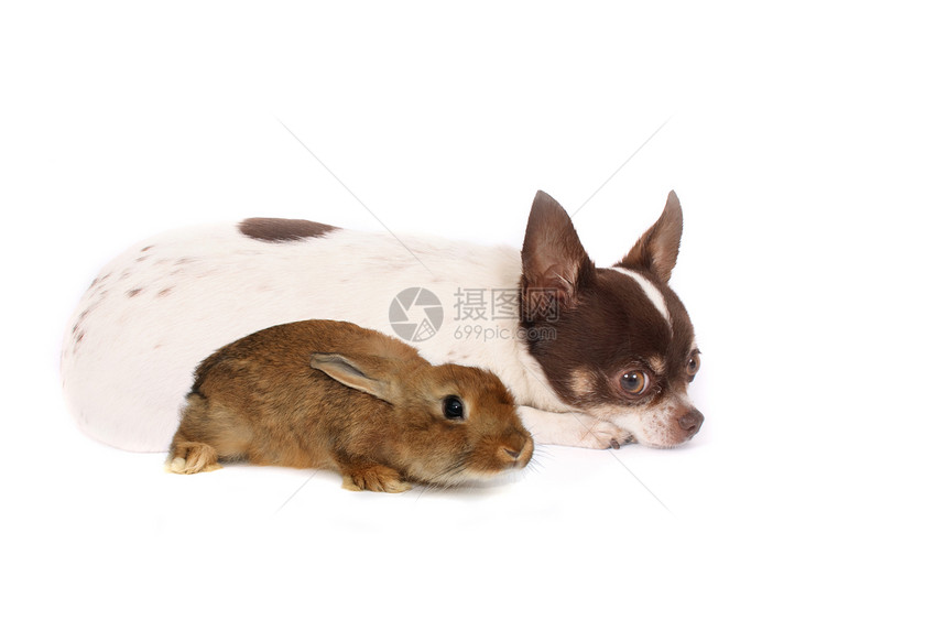 和兔子父母鼻子友谊毛皮喜剧魅力动物礼物笨蛋犬类图片