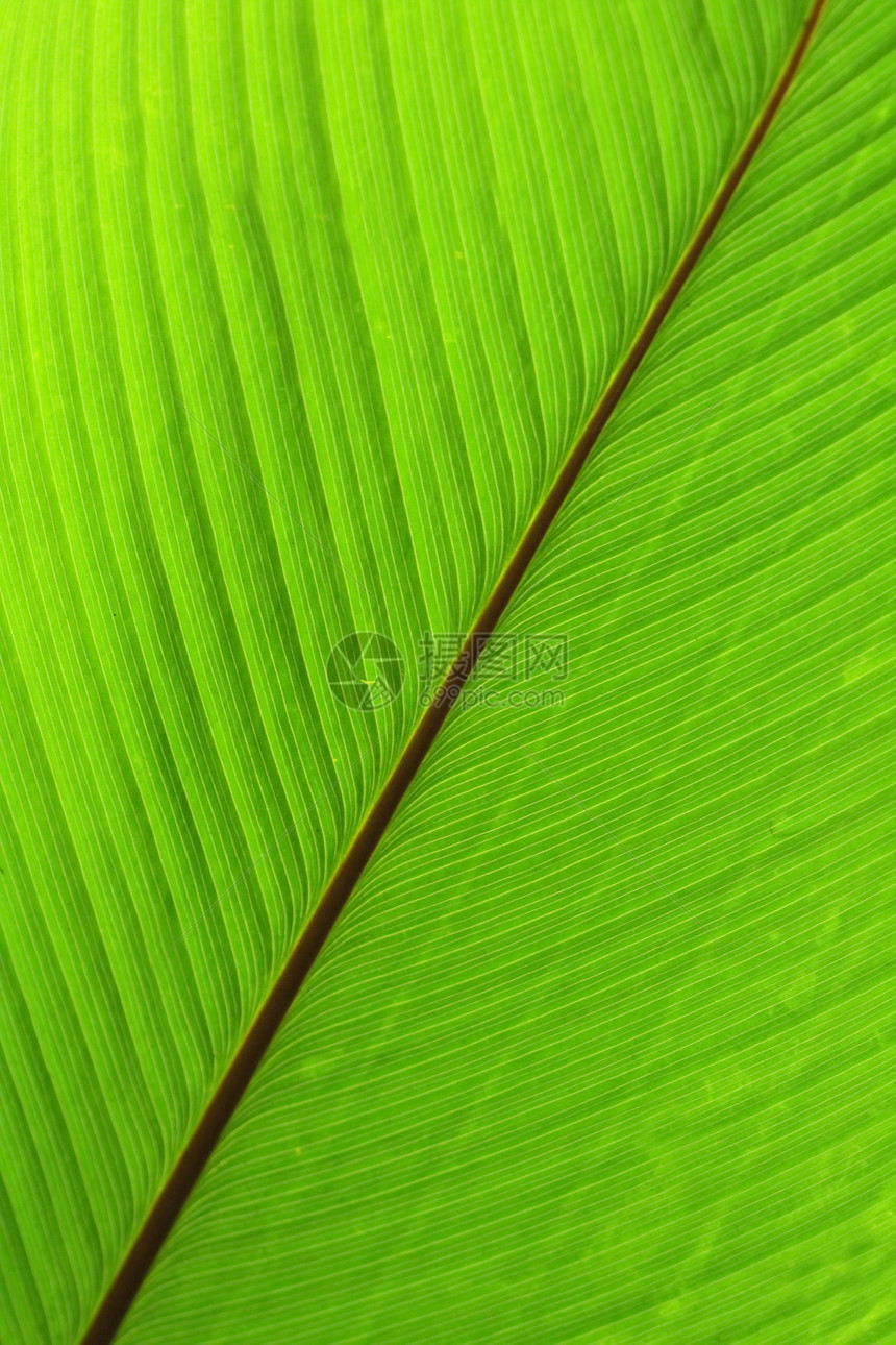 绿色背景棕榈宏观阴影热带花园植物叶子异国散热叶状体图片