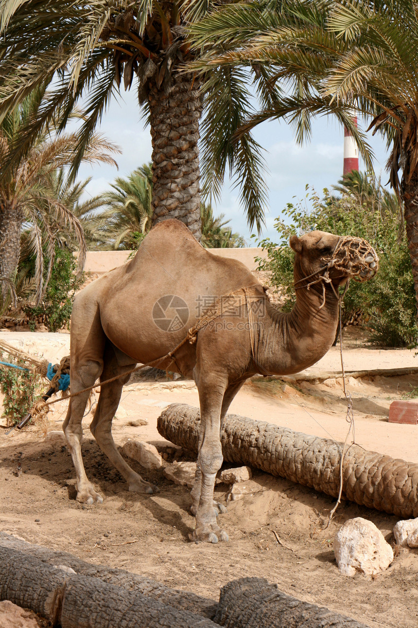 骆驼大篷车运输沙丘旅行沙漠自由游客单峰绿洲旅游图片