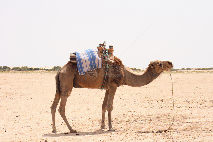 骆驼哺乳动物自由沙丘绿洲旅行野生动物大篷车沙漠单峰游客图片