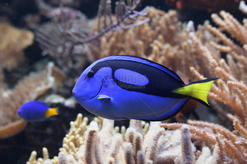 水族馆背景旅行热带运动海洋假期浮潜珊瑚情调潜水员潜水图片