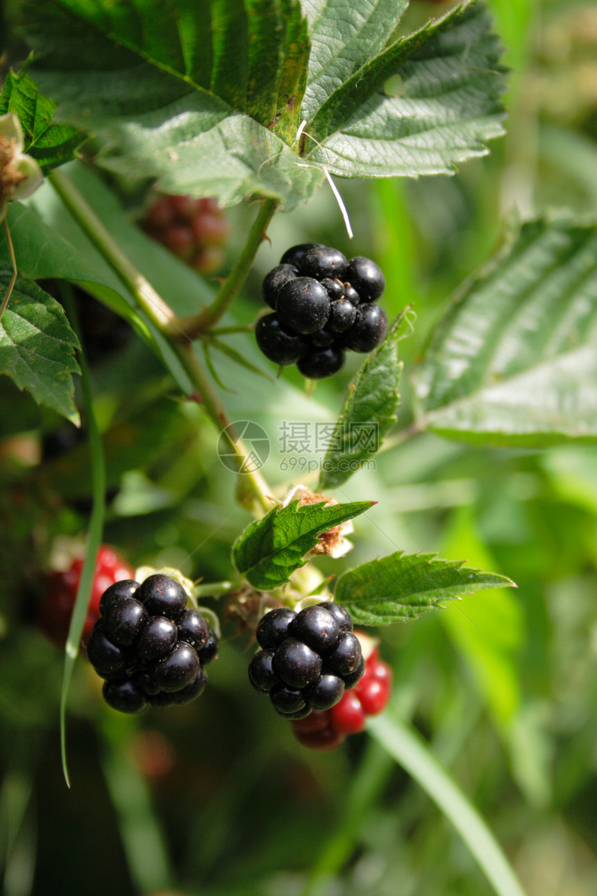 黑莓水果健康叶子黑色食物甜点花园香气香味浆果图片