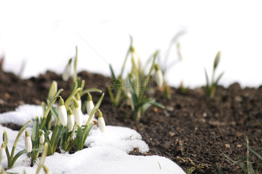 春花花园植物白色季节天气气象植物群沉淀气候冻伤图片