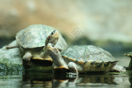 海龟乌龟动物兄弟爬行动物朋友素食主义者夫妻休息隐藏友谊背景图片