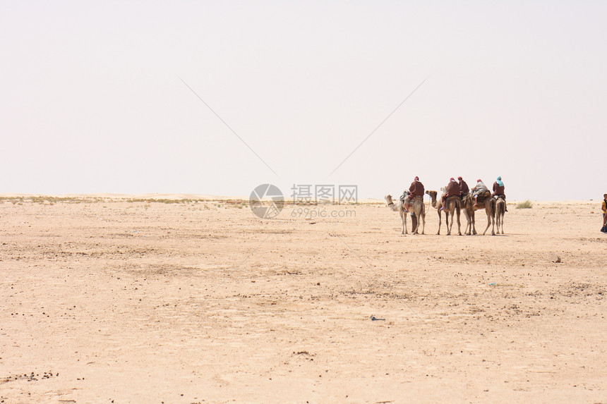 骆驼和沙哈游客沙漠自由动物天空旅行沙丘哺乳动物旅游绿洲图片