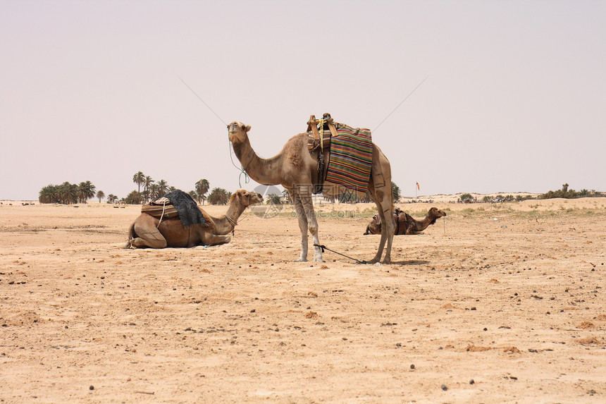 骆驼和沙哈旅行天空自由运输沙丘游客单峰沙漠绿洲哺乳动物图片