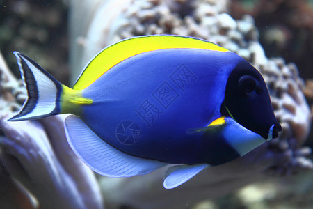 蓝鱼水族馆海葵潜水员浮潜蓝色热带女性海洋潜水假期背景图片