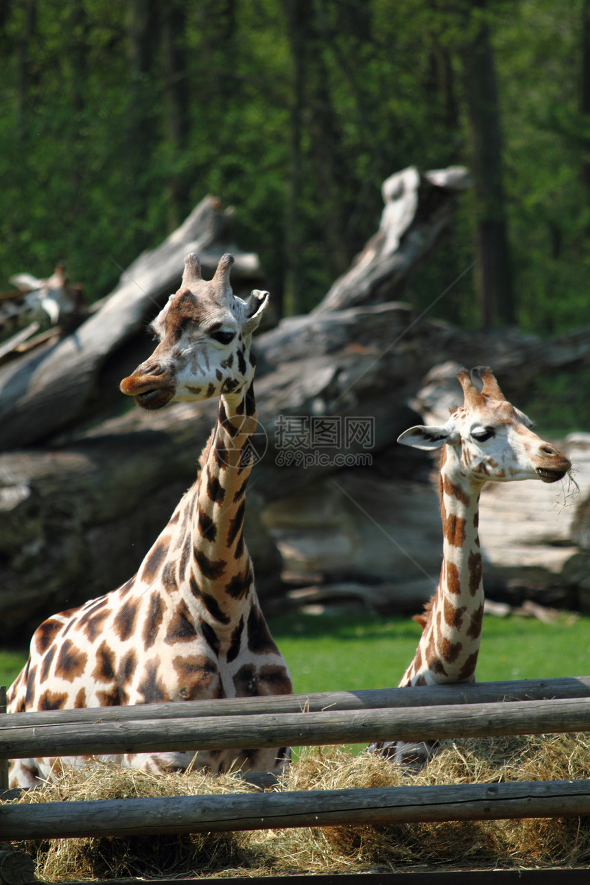两只长颈鹿生态环境动物旅游斑点荒野母亲哺乳动物野生动物脖子图片