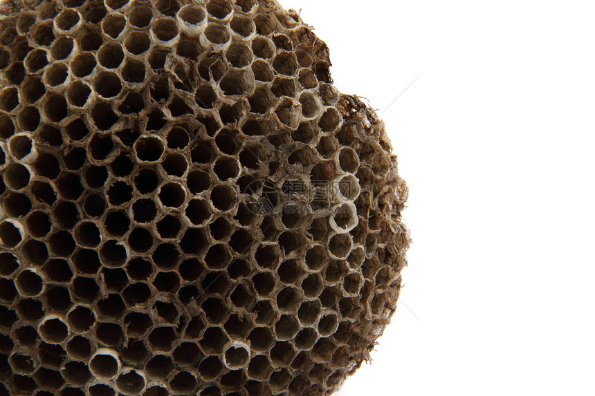 黄蜂巢背景殖民地动物害虫梳子六边形白色蜂巢昆虫宏观细胞图片