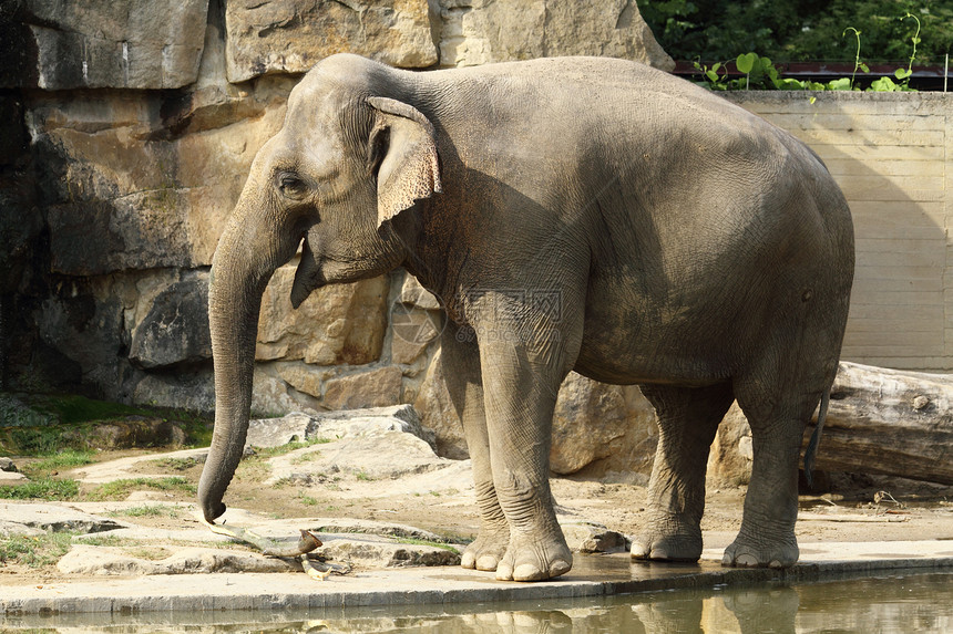 大象哺乳动物鼻子厚皮荒野动物野生动物马戏团灰色象牙生活图片