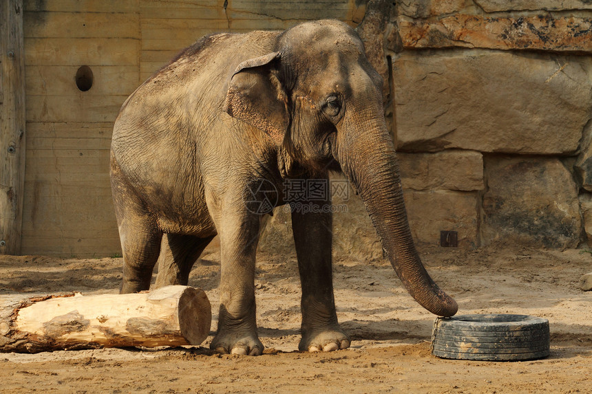 大象灰色哺乳动物生活野生动物荒野领导者象牙厚皮鼻子马戏团图片