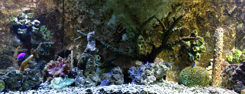 水族馆背景潜水员海洋海葵浮潜者浮潜旅行珊瑚假期潜水蓝色图片