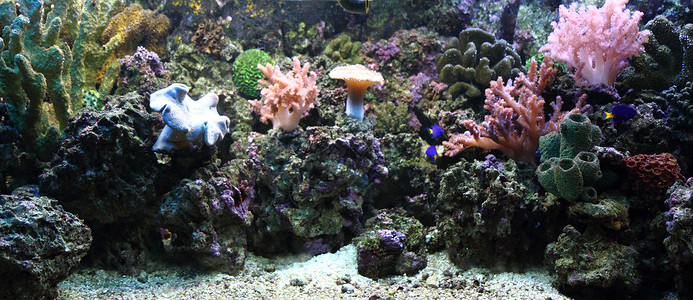 水族馆背景旅行浮潜者潜水员潜水海底海葵珊瑚国家浮潜蓝色背景图片
