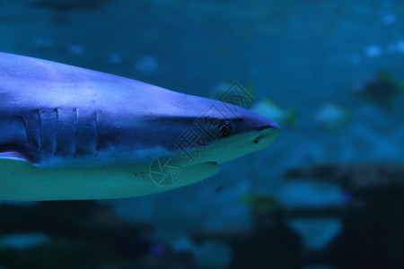 鲨鱼眼睛海洋潜水蓝色潜水员背景图片