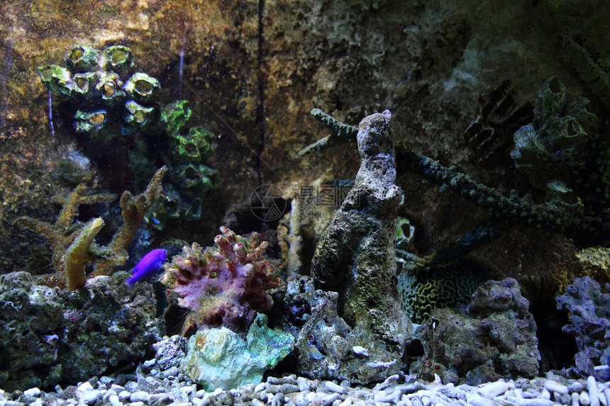 水族馆背景国家浮潜者浮潜珊瑚海洋海葵热带旅行假期海底图片