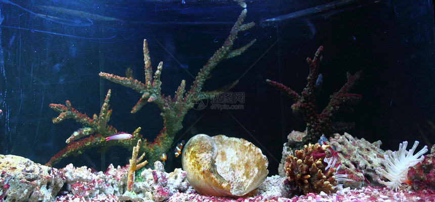 水族馆背景国家潜水旅行假期海葵蓝色潜水员珊瑚浮潜热带图片