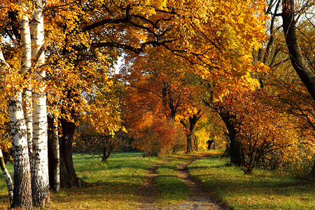 在公园里橙子季节损失棕色叶子橡木艺术圆圈黄色森林高清图片