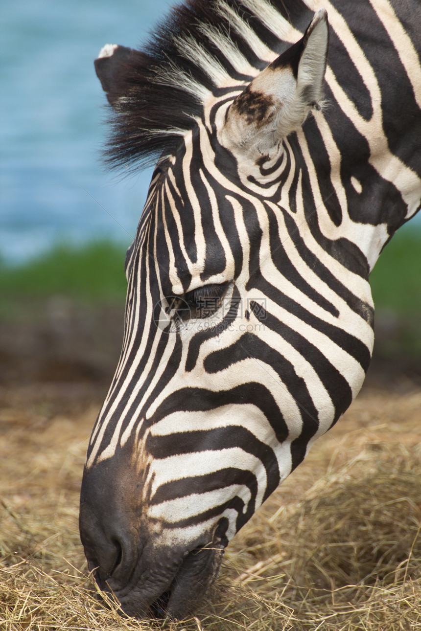 斑马野生动物软木皮肤草原哺乳动物动物园生物条纹动物脖子图片