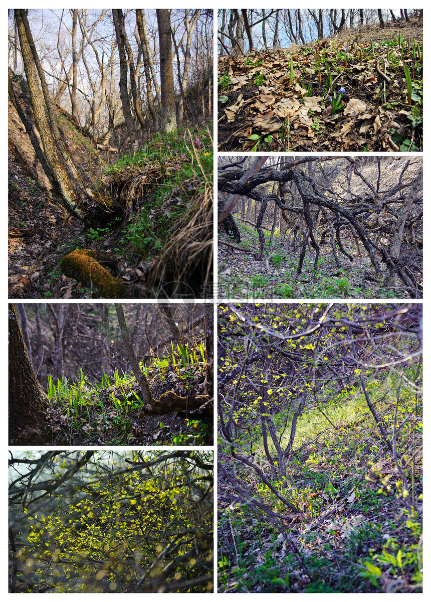 春林环境叶子森林生长花朵团体木头生态收藏活力图片