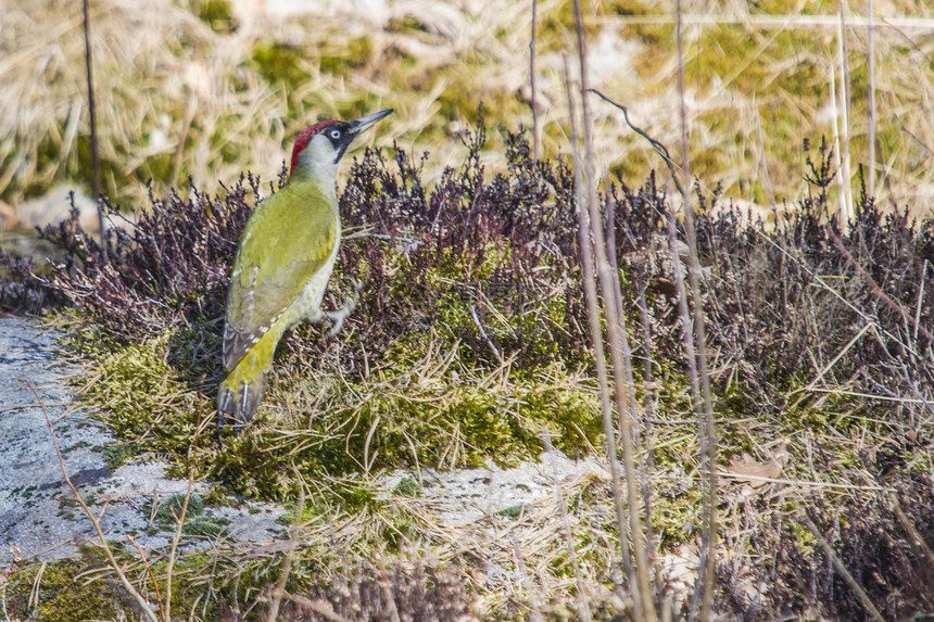 绿木鸟坐在草地上警觉啄木鸟羽毛动物翅膀荒野树木野生动物森林观鸟图片
