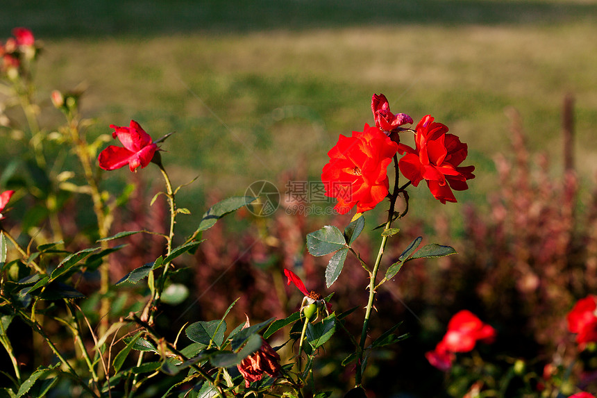 绿色草地背景的红玫瑰图片