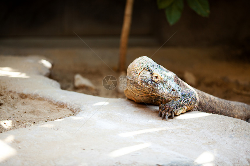 动物园的大蜥蜴龙热带食肉巨蜥森林皮肤脊柱监视器情调鬣蜥动物图片