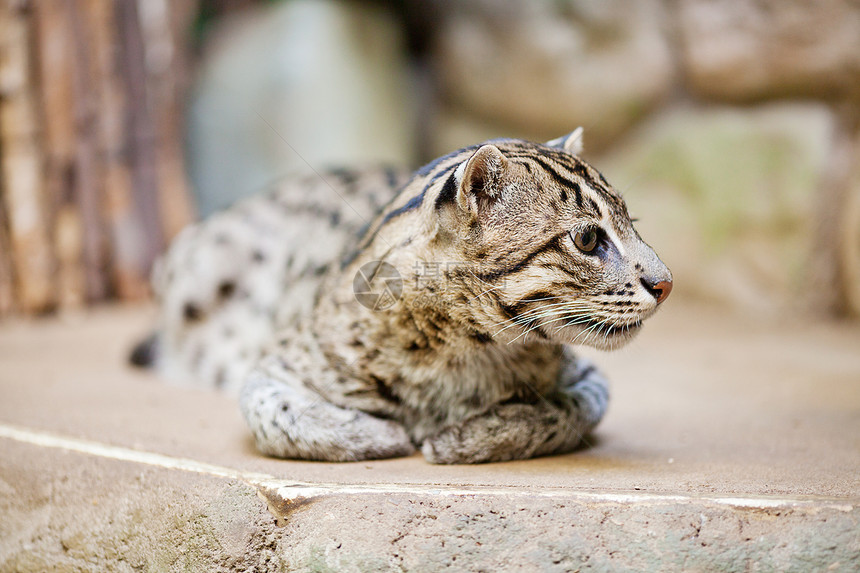 在动物园捕猎美丽的野猫鸢尾花钓鱼荒野野生动物食肉头发毛皮相机虎斑猫科图片