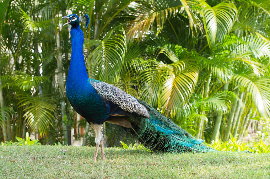 孔雀男性尾巴跳舞动物蓝色水平活力野鸡公鸡展览图片