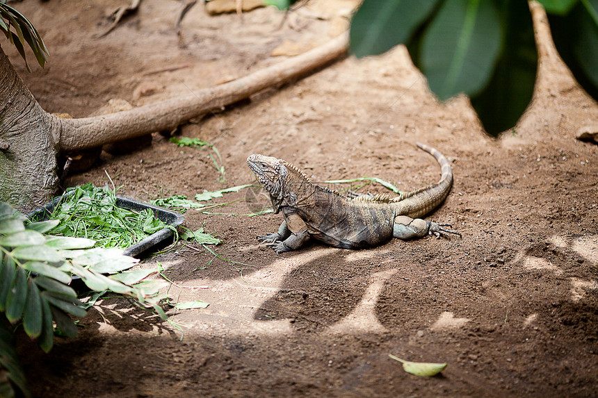 动物园的大蜥蜴龙食肉脊椎动物尾巴国家舌头皮革热带监视器皮肤公园图片