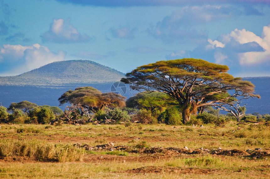 非洲萨瓦纳草原地貌 肯尼亚安博塞利公园国家植物太阳环境大草原日落气候生态旅行图片