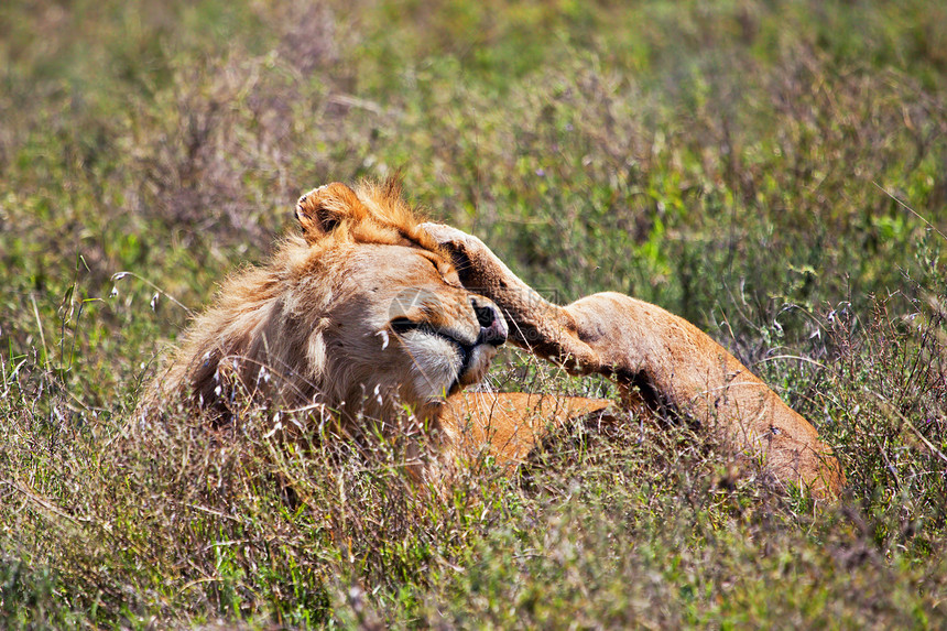 非洲坦桑尼亚塞伦盖蒂的SafariSerengeti鬃毛捕食者荒野男性力量危险划痕头发说谎休息图片