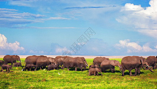 草原上大象自然夏天高清图片